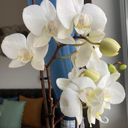 Libellula Apartman Hévíz Heviz Exterior foto